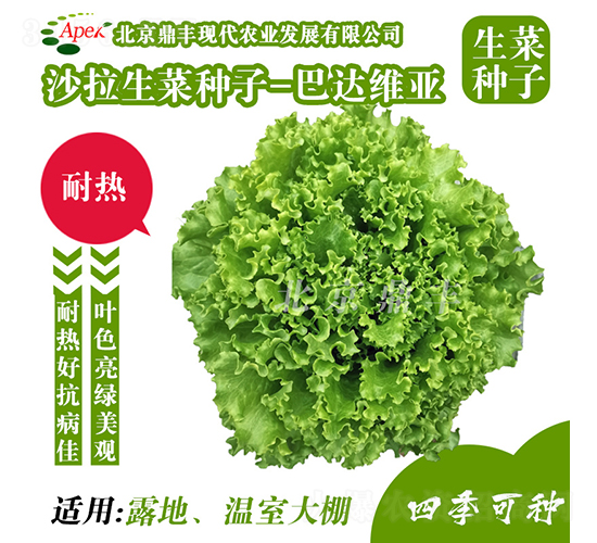 巴達(dá)維亞-生菜種子-鼎豐農(nóng)業(yè)