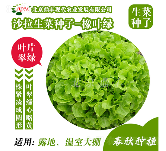 橡葉綠-生菜種子-鼎豐農業