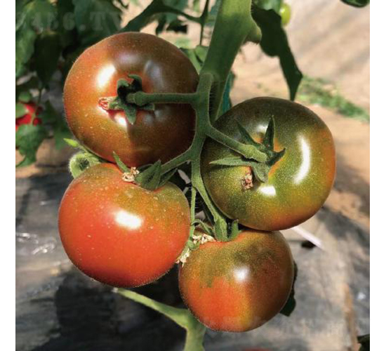 草莓番茄-番茄種子-和潤農業