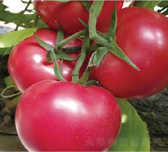 漢姆091-番茄種子-和潤農業