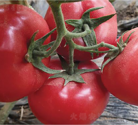 �hķ1300-���ѷN��-�͝��r�I