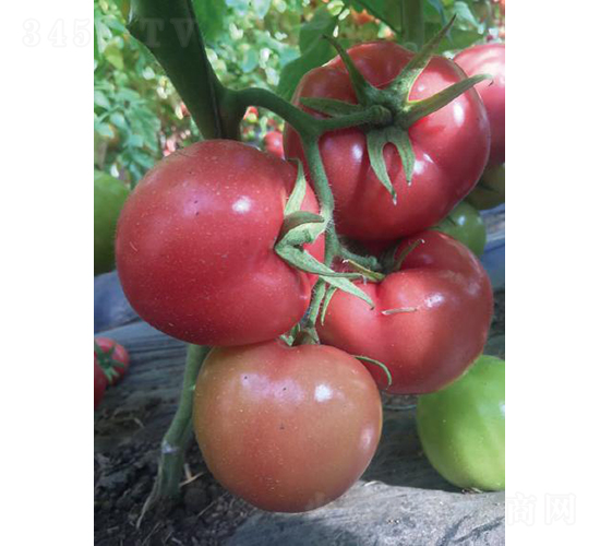 �hķ059-���ѷN��-�͝�(r��n)�r(n��ng)�I(y��)