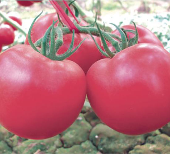 �hķ��̖-���ѷN��-�͝��r�I