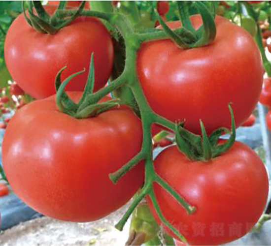 �hķһ̖-���ѷN��-�͝��r�I