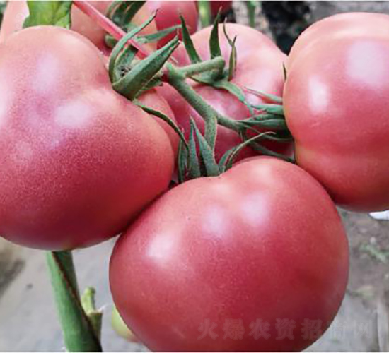 �hķ1755-���ѷN��-�͝��r�I