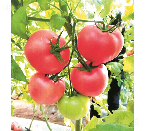 �hķ-17-���ѷN��-�͝��r�I