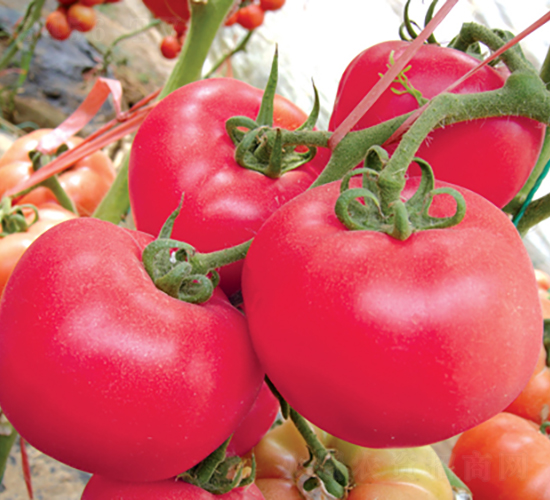 �hķ��̖(h��o)-���ѷN��-�͝�(r��n)�r(n��ng)�I(y��)