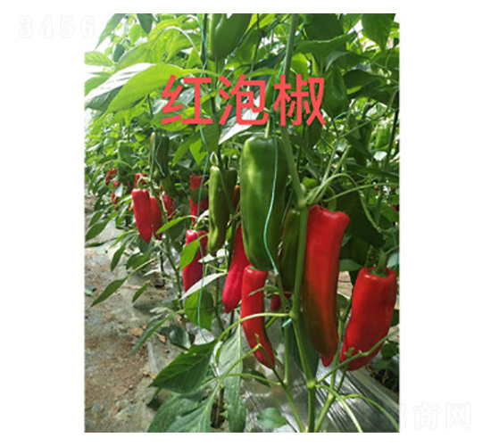 紅泡椒辣椒種子-尚豐農業