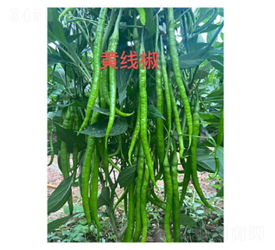 黃線椒辣椒種子-尚豐農業
