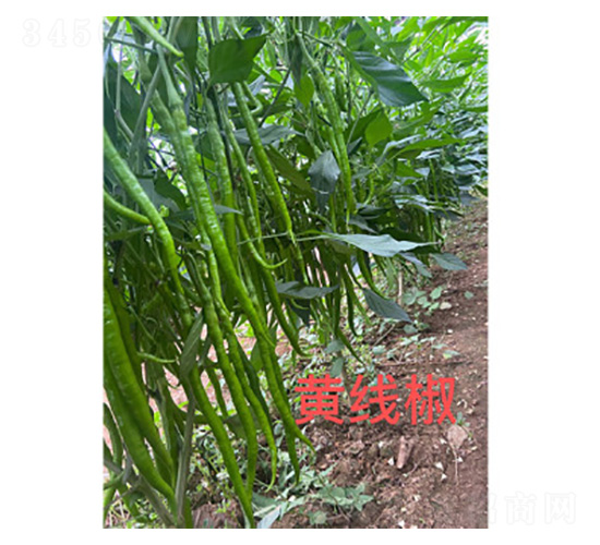 �S����-�����N��-���S�r�I