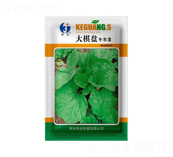 大棋盤冬寒菜-科光種苗