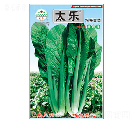 青菜種子-粉桿青菜-太樂種業(yè)