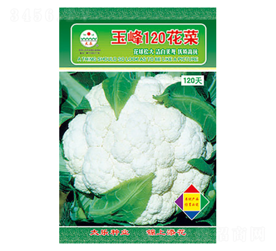 白花椰菜種子-玉峰120花菜-太樂種業
