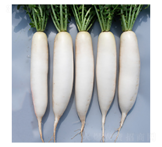 �}�ȷN��-����323-�A孷N�I