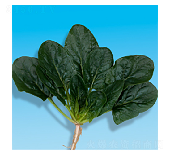 ���˷N��-孲�5̖-�A孷N�I