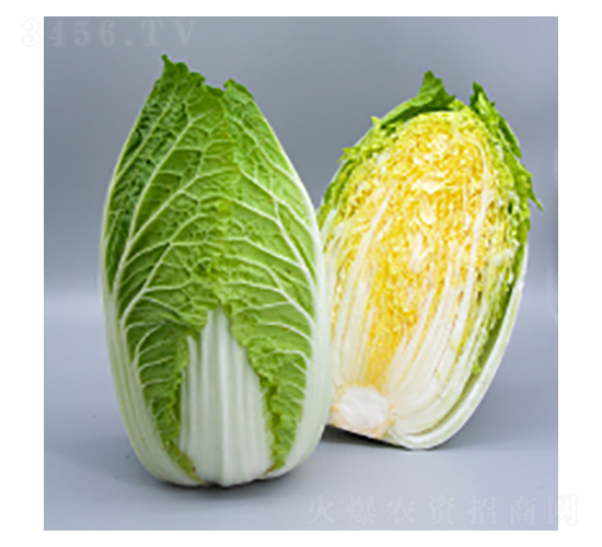 大白菜種子-大白菜15號-華瀛種業