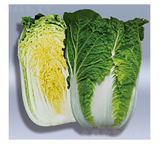 ��ײ˷N��-�伪-�A孷N�I