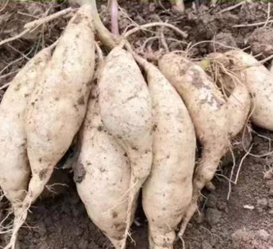 浙薯75-禾苗種業