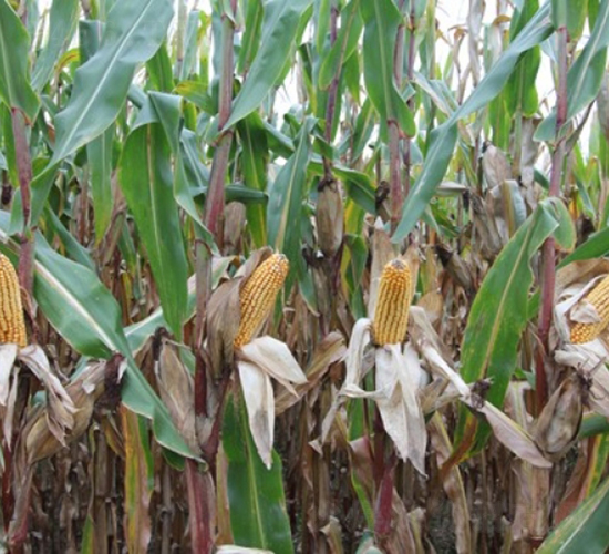 ����1009-���׷N��-�Ǻ�����N�I