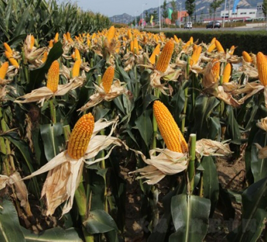 ����99-���׷N��-�Ǻ�����N�I