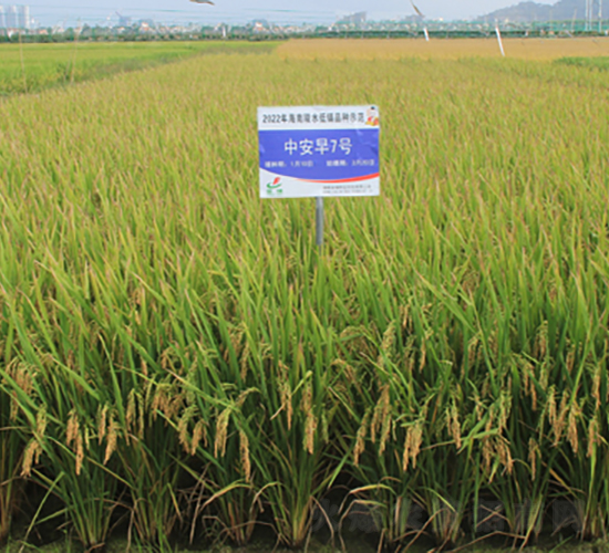 中安7號-水稻種子-金健種業(yè)