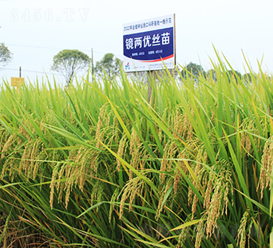 �R�Ƀ��z��-ˮ���N��-�𽡷N�I