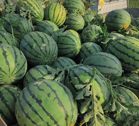 ���S16̖-���ϷN��-���S�N�I