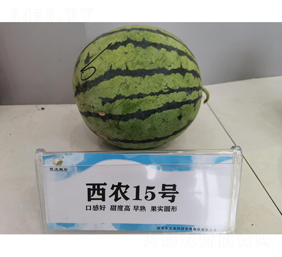 西農15號-西瓜種子-秦豐種業
