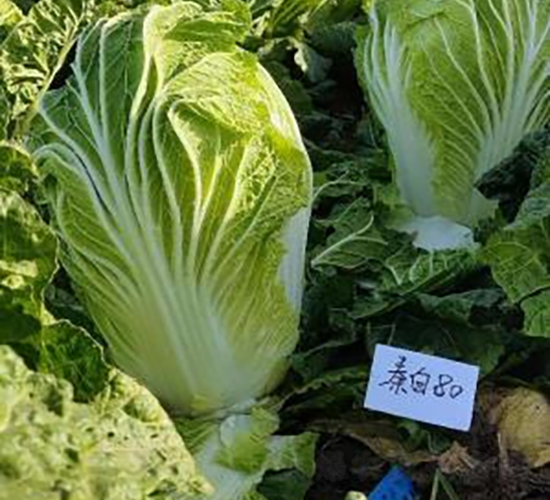 �ذ�80-�ײ˷N��-���S�N�I