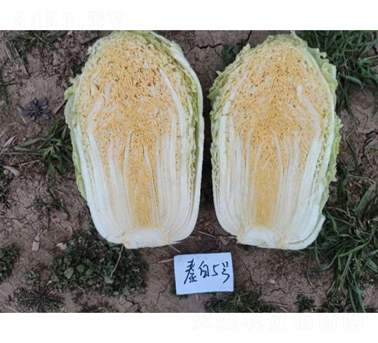 秦白5號(hào)-白菜種子-秦豐種業(yè)