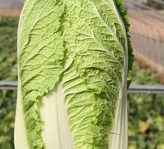 �ذ�һ̖-�ײ˷N��-���S�N�I