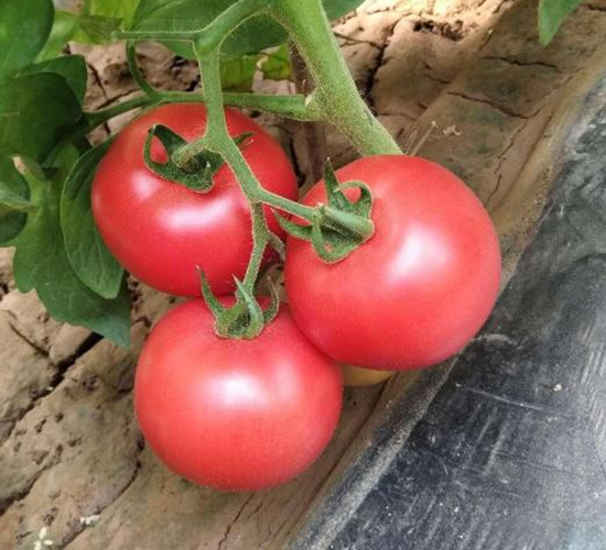 �߿�����12̖-���ѷN��-���S�N�I