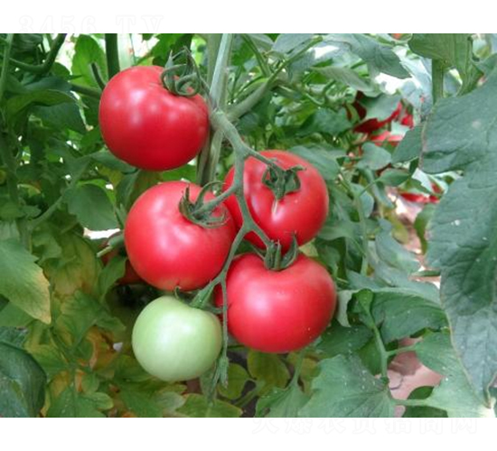 高科美琪8號(hào)-番茄種子-秦豐種業(yè)