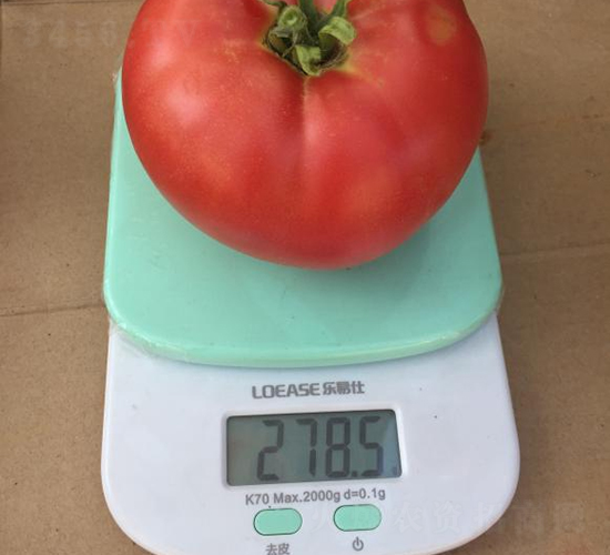 高科美琪5號-番茄種子-秦豐種業(yè)