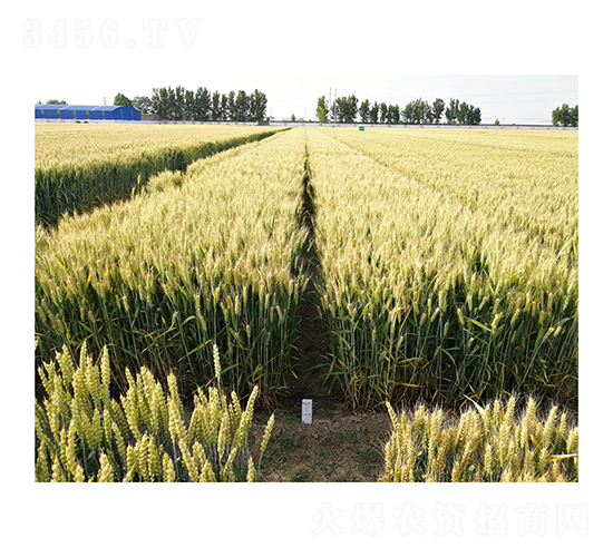 小麥種子-山農(nóng)37-中農(nóng)天泰