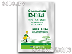 ���ߡ��L֦ľù΢��ɢ����-���簲-������