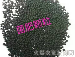 ����-������ 