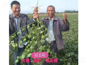 冠王花【效果圖】-利豐元