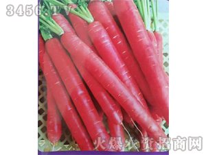 紅稱桿胡蘿卜種子-禾圣瑞