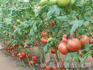 �ی�-���t���N��-��ʥ��