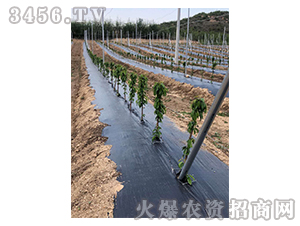 果樹防草布-正航