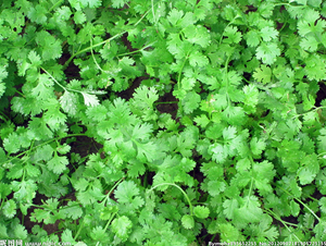 �ļ����-��˷N��-�|��