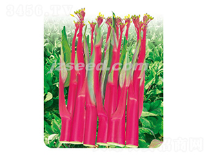 ��ݿ��̖-��޷�N��-�F���N�I