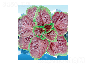 ���@��t�{��-�{�˷N��-�F���N�I