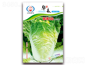 ���S56-��ײ˷N��-�A���N�I