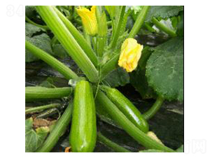 ��˹���_-�����J�N��-���N