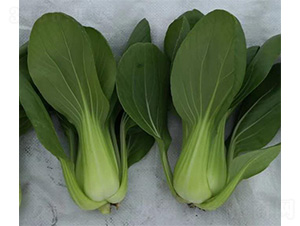 ����-�๣�˷N��-���N