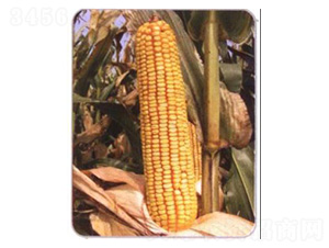 LZ03-���׷N��-���N