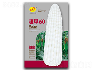 超早60-糯玉米種子-昊晟種業