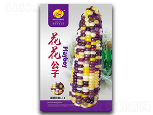 花花公子-糯玉米種子-昊晟種業